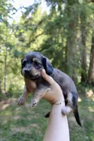 Brook, a female Miniature Dachshund for sale in Arlington, WA – 2 of 6