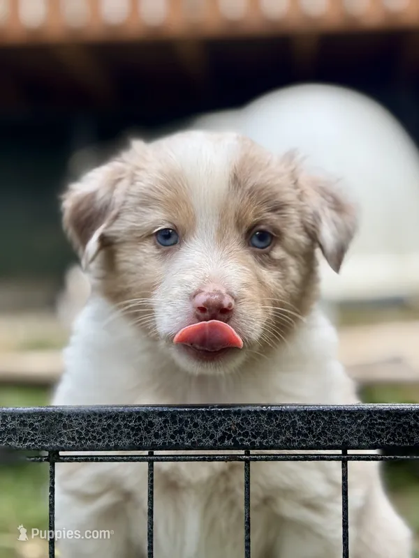 Willow – Australian Shepherd puppy for sale in Arlington, WA