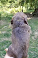 Misty, a female Miniature Dachshund for sale in Arlington, WA – 7 of 7