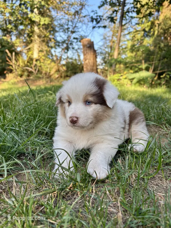 Ranger  – Australian Shepherd puppy for sale in Arlington, WA