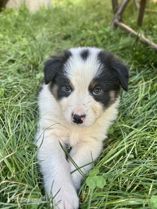 Poppy – Australian Shepherd puppy for sale in Arlington, WA