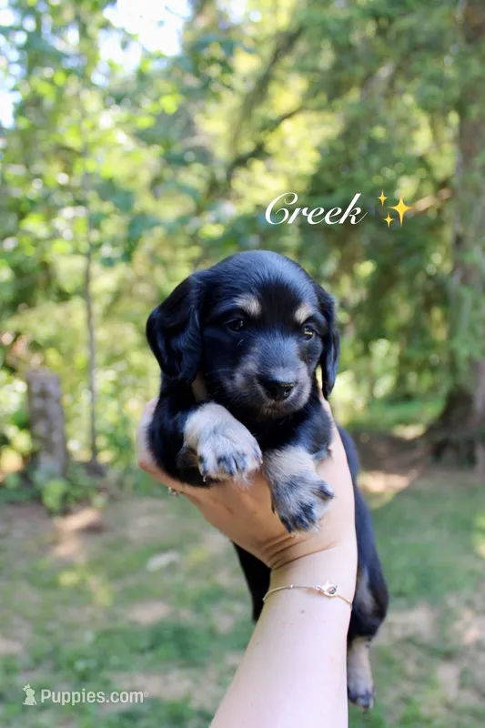 Creek – Miniature Dachshund puppy for sale in Arlington, WA