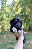 Creek, a male Miniature Dachshund for sale in Arlington, WA – 1 of 8