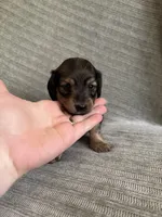 Brook, a female Miniature Dachshund for sale in Arlington, WA – 5 of 6