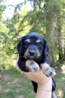 Creek, a male Miniature Dachshund for sale in Arlington, WA – 6 of 8