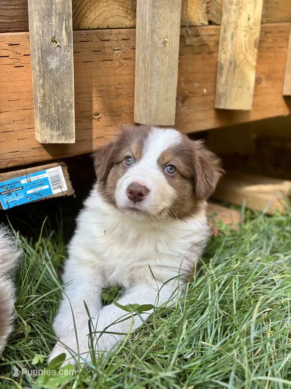 Aspen – Australian Shepherd puppy for sale in Arlington, WA
