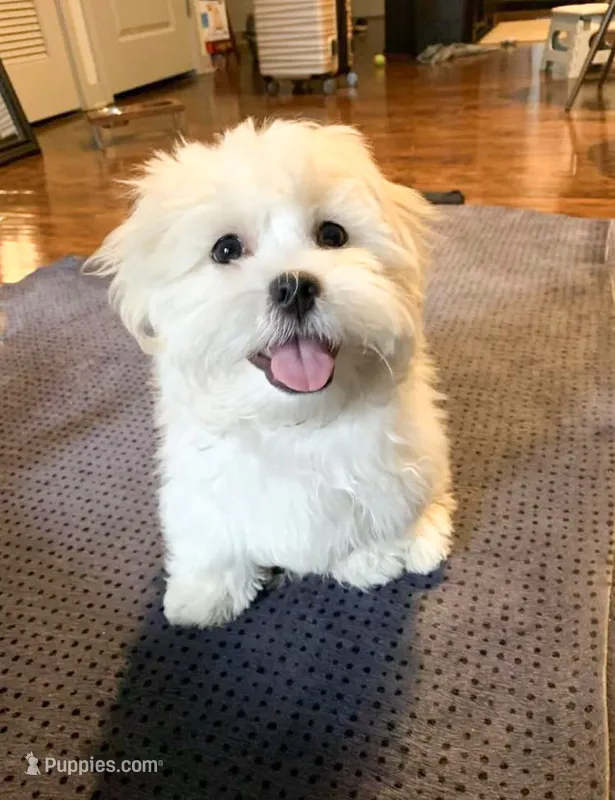 Baby Matilda – Maltese puppy for sale in Novi, MI