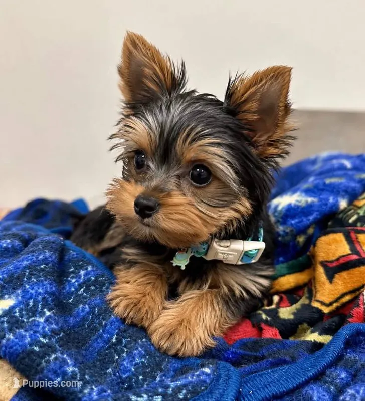 Cookie – Yorkshire Terrier puppy for sale in Novi, MI