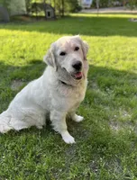 Yellow girl , a female English Cream Golden Retriever for sale in Bethel, MN – 3 of 4