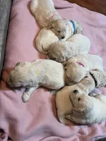 Septembers, a male English Cream Golden Retriever for sale in Bethel, MN – 2 of 3