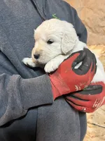 Yellow girl , a female English Cream Golden Retriever for sale in Bethel, MN – 2 of 4