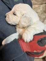 Yellow girl , a female English Cream Golden Retriever for sale in Bethel, MN – 1 of 4