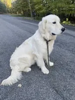 Yellow girl , a female English Cream Golden Retriever for sale in Bethel, MN – 4 of 4