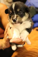 Thor, a male Pembroke Welsh Corgi for sale in Cabool, MO – 5 of 9