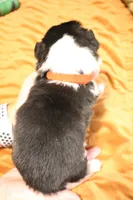 Thor, a male Pembroke Welsh Corgi for sale in Cabool, MO – 2 of 9