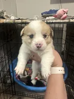 Spider-Man , a male Pembroke Welsh Corgi for sale in Cabool, MO – 4 of 4