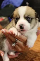 Loki , a male Pembroke Welsh Corgi for sale in Cabool, MO – 5 of 8