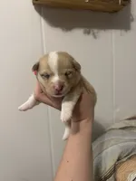 Wonder Woman , a female Pembroke Welsh Corgi for sale in Cabool, MO – 7 of 10