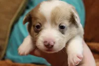 Black widow , a female Pembroke Welsh Corgi for sale in Cabool, MO – 2 of 9