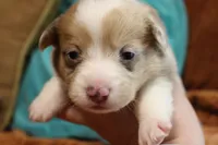 Black widow , a female Pembroke Welsh Corgi for sale in Cabool, MO – 7 of 9