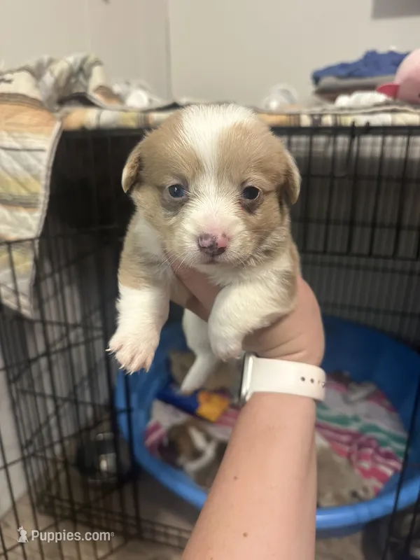 Black widow  – Pembroke Welsh Corgi puppy for sale in Cabool, MO