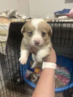 Black widow , a female Pembroke Welsh Corgi for sale in Cabool, MO – 1 of 9
