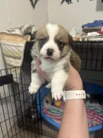 Loki , a male Pembroke Welsh Corgi for sale in Cabool, MO – 2 of 8