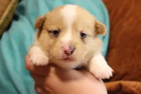 Wonder Woman , a female Pembroke Welsh Corgi for sale in Cabool, MO – 4 of 10