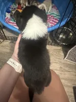 Thor, a male Pembroke Welsh Corgi for sale in Cabool, MO – 6 of 9