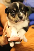 Thor, a male Pembroke Welsh Corgi for sale in Cabool, MO – 4 of 9