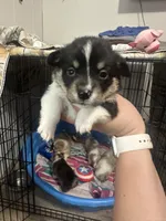 Thor, a male Pembroke Welsh Corgi for sale in Cabool, MO – 3 of 9