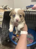 Black widow , a female Pembroke Welsh Corgi for sale in Cabool, MO – 4 of 9