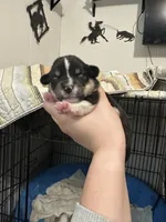 Thor, a male Pembroke Welsh Corgi for sale in Cabool, MO – 8 of 9