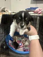 Thor, a male Pembroke Welsh Corgi for sale in Cabool, MO – 1 of 9