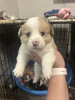 Spider-Man , a male Pembroke Welsh Corgi for sale in Cabool, MO – 2 of 4