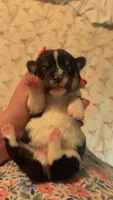 Thor, a male Pembroke Welsh Corgi for sale in Cabool, MO – 7 of 9