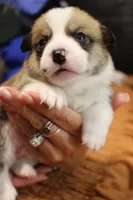 Loki , a male Pembroke Welsh Corgi for sale in Cabool, MO – 1 of 8