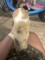 Black widow , a female Pembroke Welsh Corgi for sale in Cabool, MO – 3 of 9