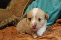 Wonder Woman , a female Pembroke Welsh Corgi for sale in Cabool, MO – 6 of 10