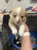 Wonder Woman , a female Pembroke Welsh Corgi for sale in Cabool, MO – 10 of 10