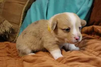 Wonder Woman , a female Pembroke Welsh Corgi for sale in Cabool, MO – 9 of 10