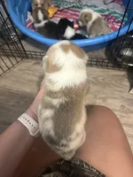 Spider-Man , a male Pembroke Welsh Corgi for sale in Cabool, MO – 1 of 4