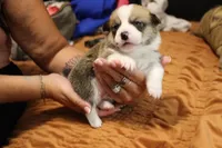 Loki , a male Pembroke Welsh Corgi for sale in Cabool, MO – 3 of 8