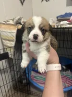 Loki , a male Pembroke Welsh Corgi for sale in Cabool, MO – 4 of 8