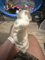 Spider-Man , a male Pembroke Welsh Corgi for sale in Cabool, MO – 3 of 4