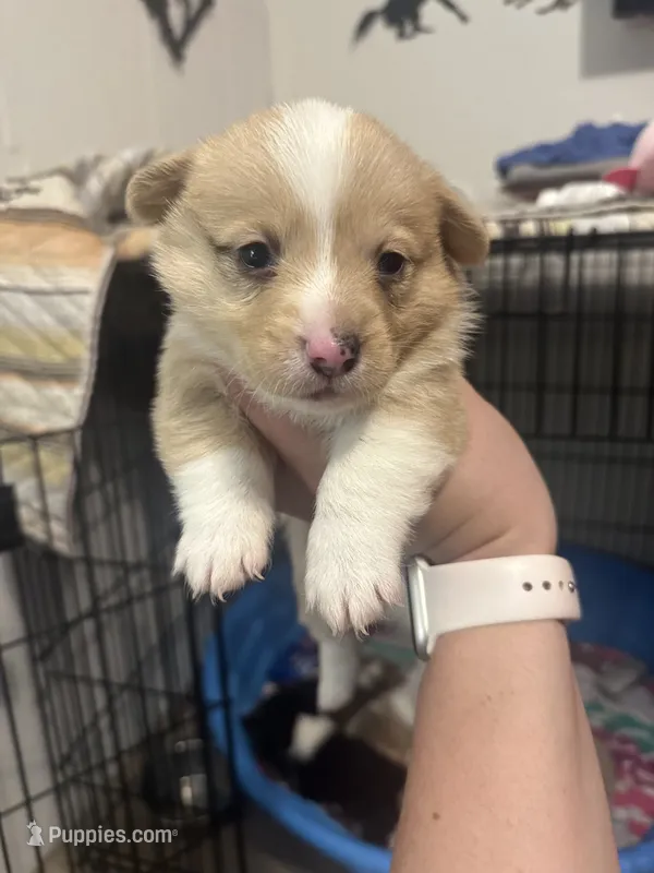 Wonder Woman  – Pembroke Welsh Corgi puppy for sale in Cabool, MO