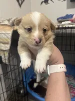Wonder Woman , a female Pembroke Welsh Corgi for sale in Cabool, MO – 1 of 10