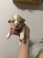 Wonder Woman , a female Pembroke Welsh Corgi for sale in Cabool, MO – 5 of 10