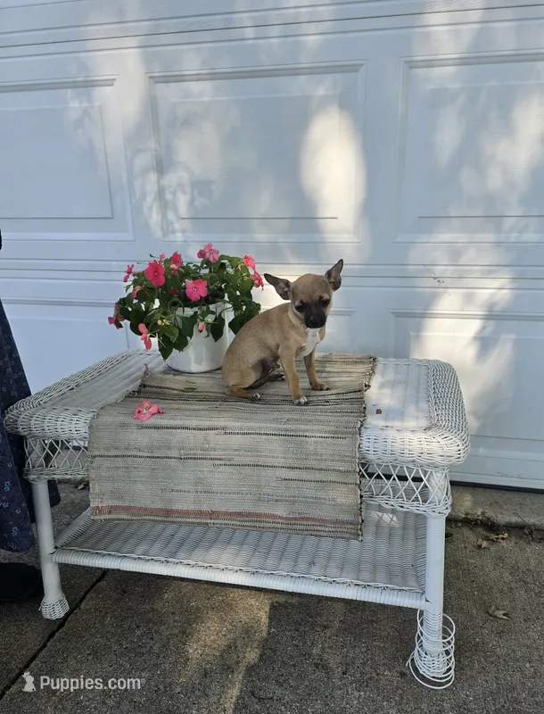 Caleb  – Chihuahua puppy for sale in Rochester, IN