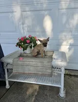 Caleb , a male Chihuahua for sale in Rochester, IN – 1 of 1
